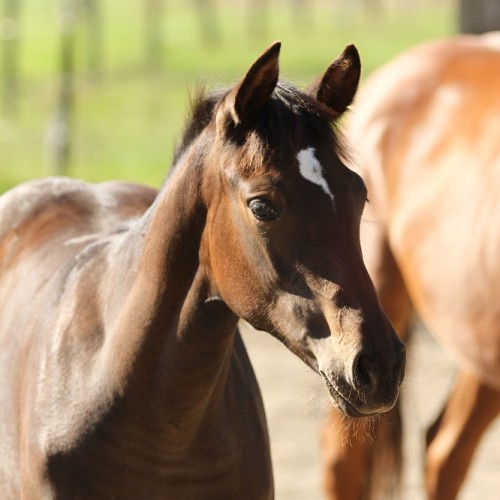 Corona Borealis du Perchet