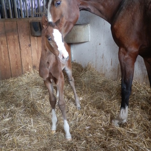 Cosi Celeste du Perchet