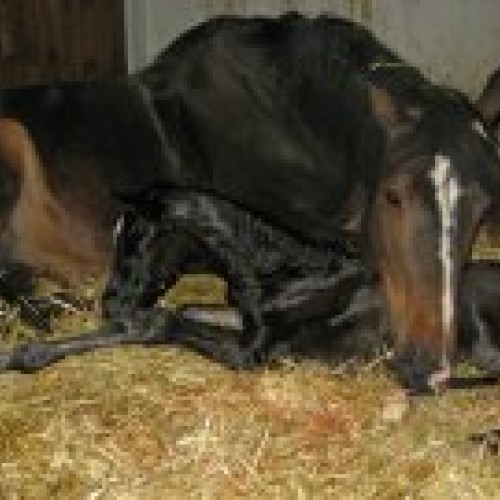 Cup of Tea du Perchet