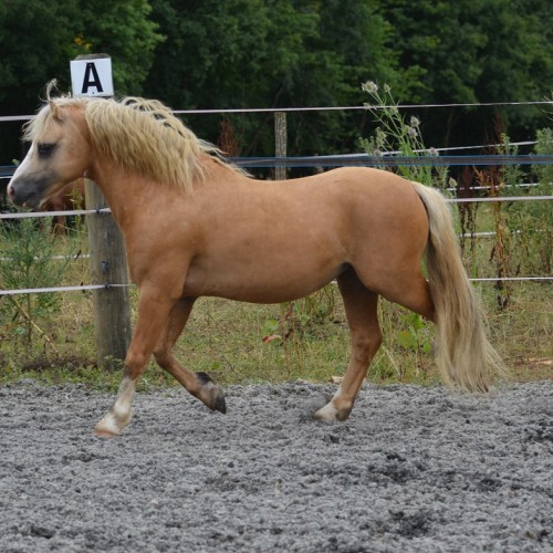 TIFFWYL Mounten Magic