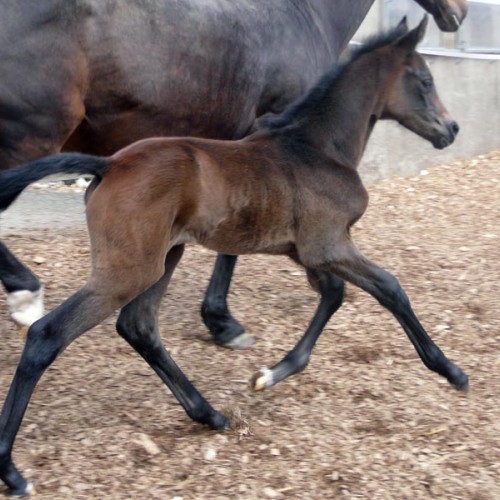 Silhouette du Perchet