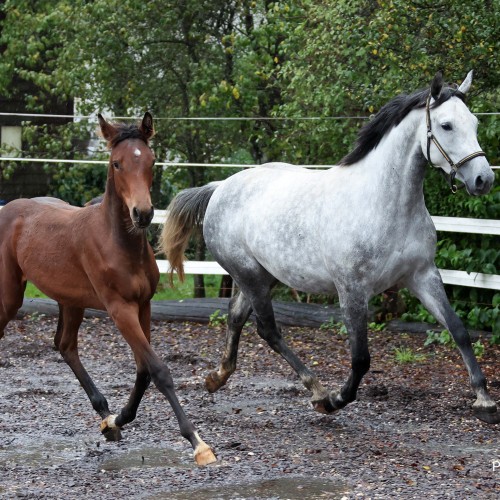 Célestine du Perchet