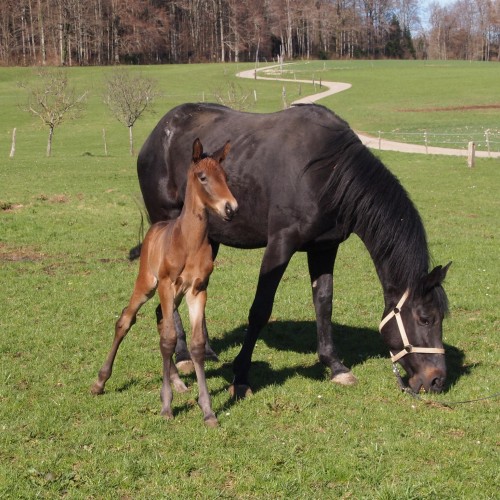 Damassine du Perchet