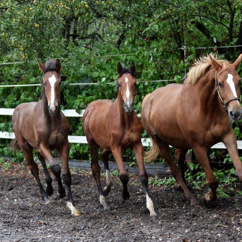 Golden Lady du Perchet