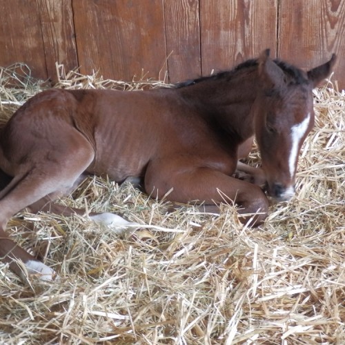 Monseigneur du Perchet